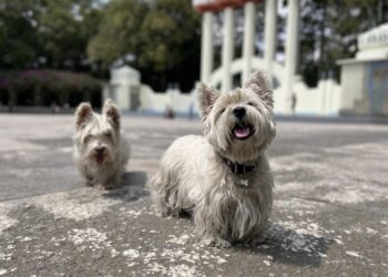 «¡Adiós, amigo! servicios funerarios para mascotas en auge en México