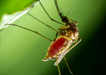 Hay brote atípico de Dengue en Oaxaca