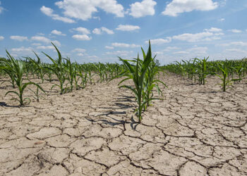 Sequía; “se avecina una tormenta para el agro”: CNA