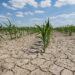 Sequía; “se avecina una tormenta para el agro”: CNA