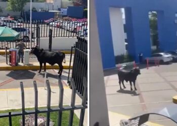 Toro abre plaza en estacionamiento de La Salle