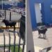 Toro abre plaza en estacionamiento de La Salle