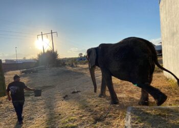 Trasladan a elefanta Annie a zoológico de la CDMX