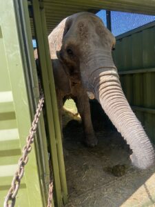 La Profepa aseguró y traslado a la elefante africana Annie al Zoológico de San Juan de Aragón