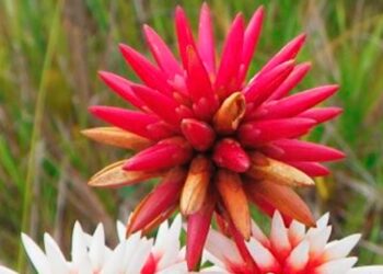 Flor de Inírida