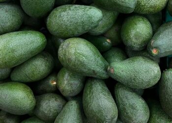 FGR investiga robo de más de 40 toneladas de aguacate