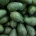 FGR investiga robo de más de 40 toneladas de aguacate