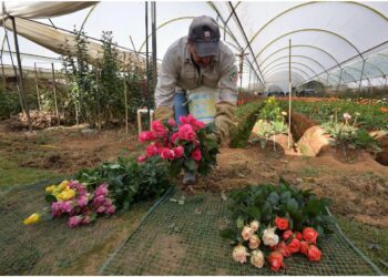 Reportan poca producción de flores para este 10 de mayo, debido a la sequía. Foto: Gerardo Carmona/AMEXI 