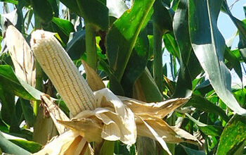 Estados Unidos no ha aceptado realizar una investigación en conjunto con México para determinar los riesgos del consumo humano del maíz transgénico. Foto: Cortesía Instituto de Investigación y Capacitación Agropecuaria, Acuícola y Forestal / AMEXI