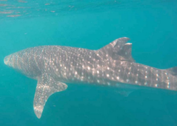 Inai ordena difundir denuncia contra navío que hiere a tiburón ballena en Bahía de la Paz