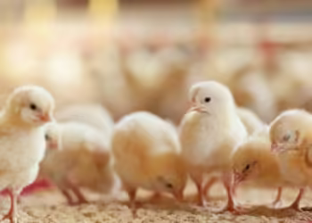 Comisión Europea autoriza comercializar la vacuna contra cepa de influenza aviar A(H5N1)