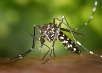 Por confirmar, 22 decesos por dengue en Oaxaca: Secretaría de Salud