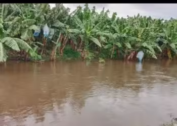 Más de 12 hectáreas de plátano macho y banano están bajo el agua, por las lluvias