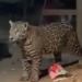 Jaguar mexicano es avistado en zona urbana de Cancún; autoridades piden protegerlo 