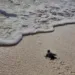 Peligran tortugas cuando anidan por consumo ilegal de su carne, aceite y huevos 