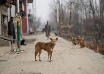 Turcos piden frenar sacrificio masivo de perros callejeros
