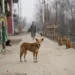 Turcos piden frenar sacrificio masivo de perros callejeros