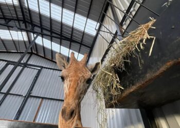 Llega Baako, la Jirafa, al Parque Ecoturístico Paipai