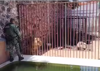 Aseguran dos leones y vehículos en inmueble de Cuernavaca
