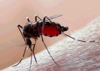 La Secretaría de Salud llama reforzar medidas preventivas del dengue en el país