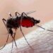 La Secretaría de Salud llama reforzar medidas preventivas del dengue en el país