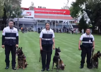 Dandi, Dayak y Hachi, lomitos reconocidos por garantizar seguridad en el INE