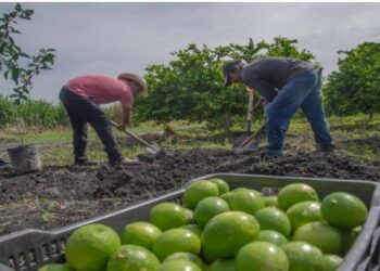 Siguen en paro 32 empacadoras de limón en Apatzingán