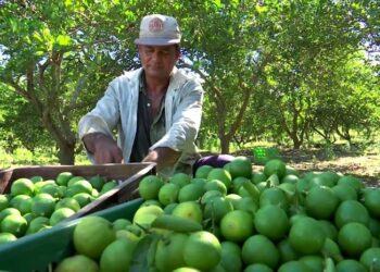 Limoneros de Apatzingán dejarán de pagar impuestos 