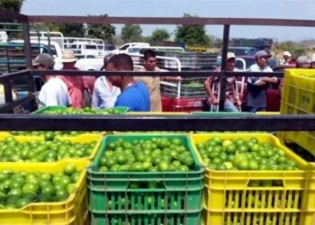 Siguen extorsiones a limoneros, ahora por vía telefónica
