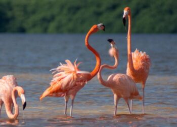 Se unen fundaciones para preservar a los flamencos 
