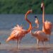 Se unen fundaciones para preservar a los flamencos 