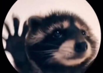 Pedro, Pedro, Pedro el éxito viral