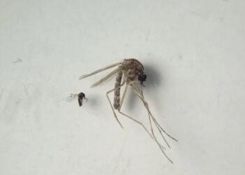 Entre la amenaza de virus como viruela del mono, gripe aviar y COVID 19, ahora llega la fiebre Oropouche.