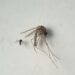 Entre la amenaza de virus como viruela del mono, gripe aviar y COVID 19, ahora llega la fiebre Oropouche.