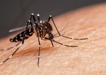 El dengue Cosmopolitan se propaga por el mundo