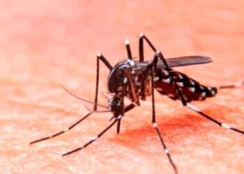 Ahora hay dengue en estados donde antes no: UNAM