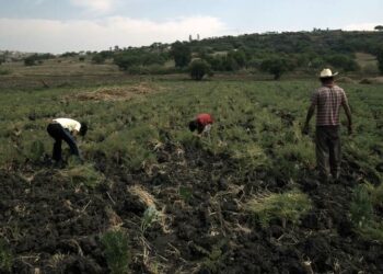 Los padres contribuyen a la explotación de sus hijos 