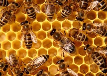 Convocan en Mérida encuentro para salvar a las abejas