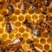 Convocan en Mérida encuentro para salvar a las abejas