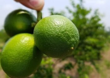 Crimen organizado sigue cobrando cuotas a los limoneros 