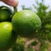 Crimen organizado sigue cobrando cuotas a los limoneros 