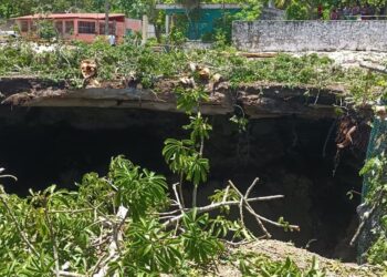 Consternan mayas: se abrió la tierra y se traga árbol sagrado