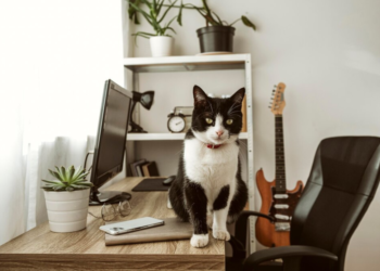 Día-Internacional-del-gato