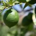 «Narcoinflación» pega a canasta básica, limón y aguacate: PRI