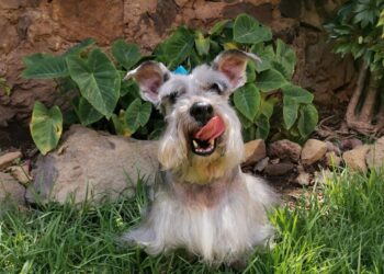 Lanzan herramientas digitales para encontrar mascotas perdidas