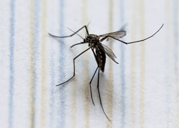 Mosquitos, los bichos más mortíferos del mundo; embarazadas, su blanco favorito