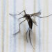 Mosquitos, los bichos más mortíferos del mundo; embarazadas, su blanco favorito