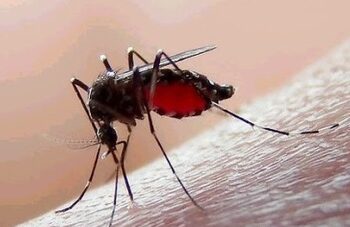 Información oportuna sobre el dengue para prevenir casos graves