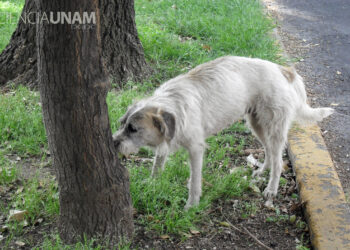 Perros y gatos deben ser vacunados y esterilizados antes de comerciarlos, opina PVEM