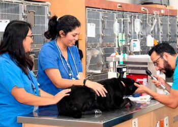 UNAM: Los veterinarios, responsables de evitar pandemias por virus de animales a humanos